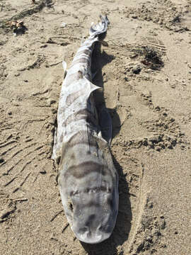 Image of Leopard Shark