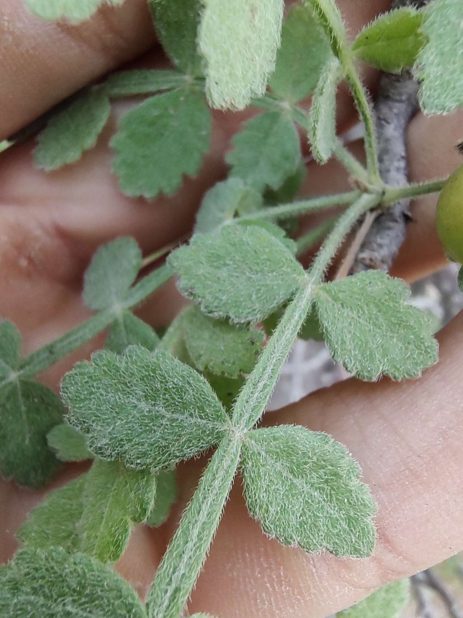 Image of Bursera filicifolia T. S. Brandegee