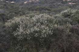 Image of barranca brush