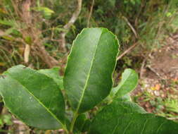 Image de Ilex brevicuspis Reiss.