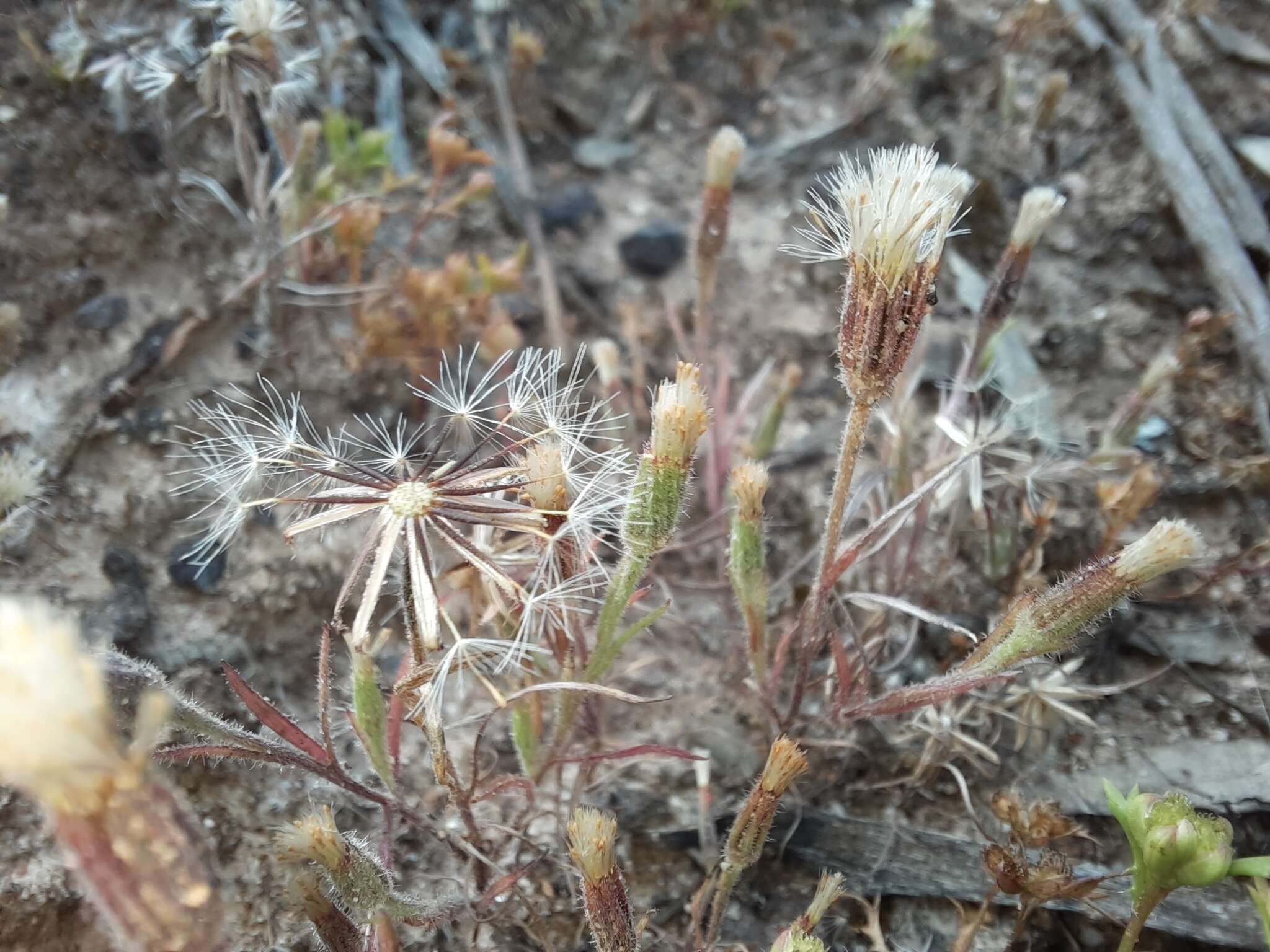 Слика од Millotia tenuifolia Cass.