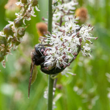 Image of Xylocopa californica californica Cresson 1864