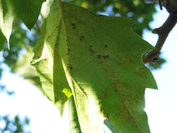 Image of Sycamore Lace Bug