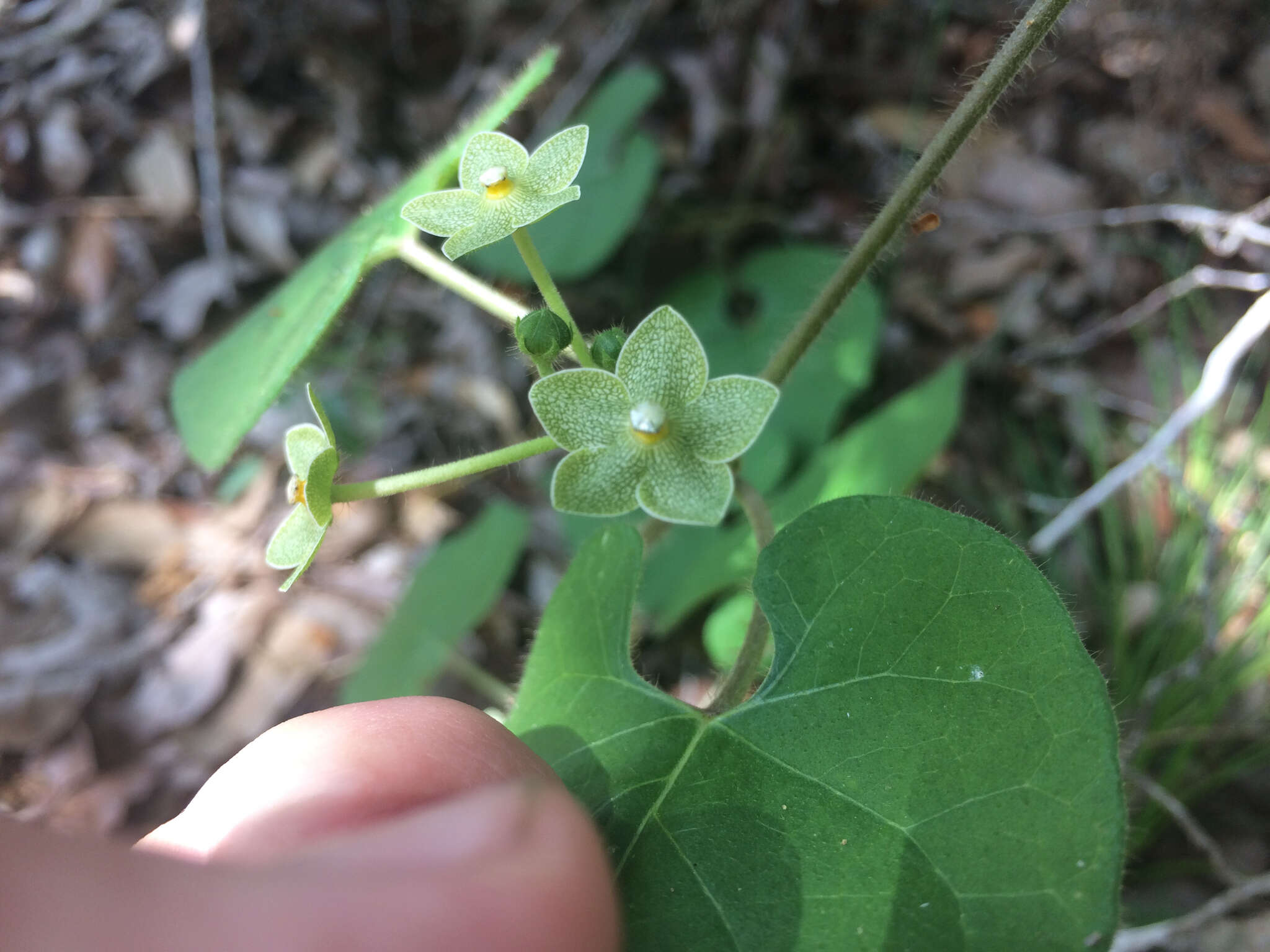 صورة Dictyanthus reticulatus Benth. & Hook. fil. ex Hemsl.