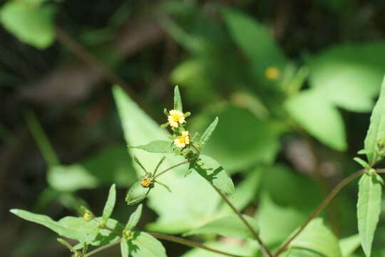 صورة Sigesbeckia orientalis L.