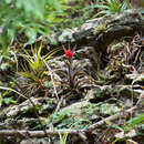 Tillandsia edithae Rauh resmi