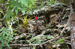 Imagem de Tillandsia edithae Rauh