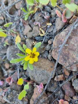 Image of Viola pusilla Poepp.