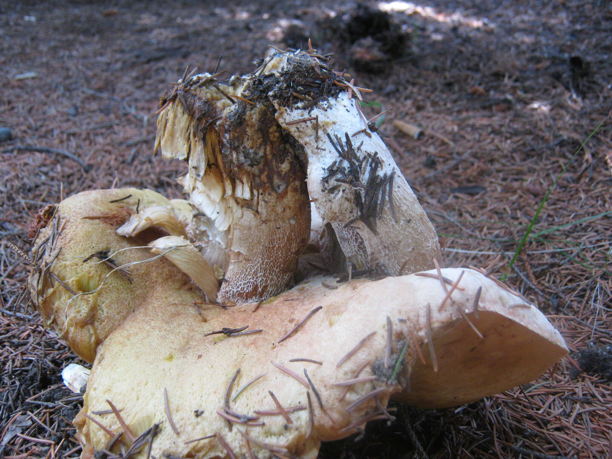 Image of Boletus chippewaensis A. H. Sm. & Thiers 1971