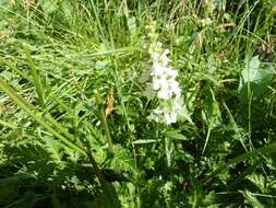 Image of Stachys recta subsp. subcrenata (Vis.) Briq.