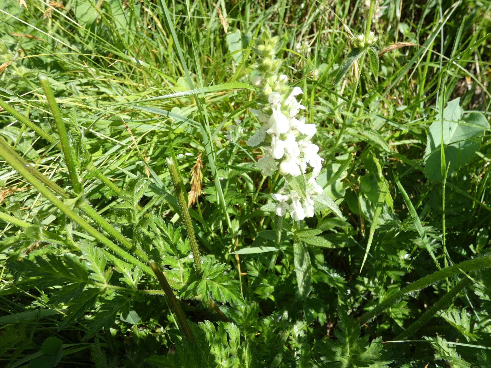 Image of Stachys recta subsp. subcrenata (Vis.) Briq.