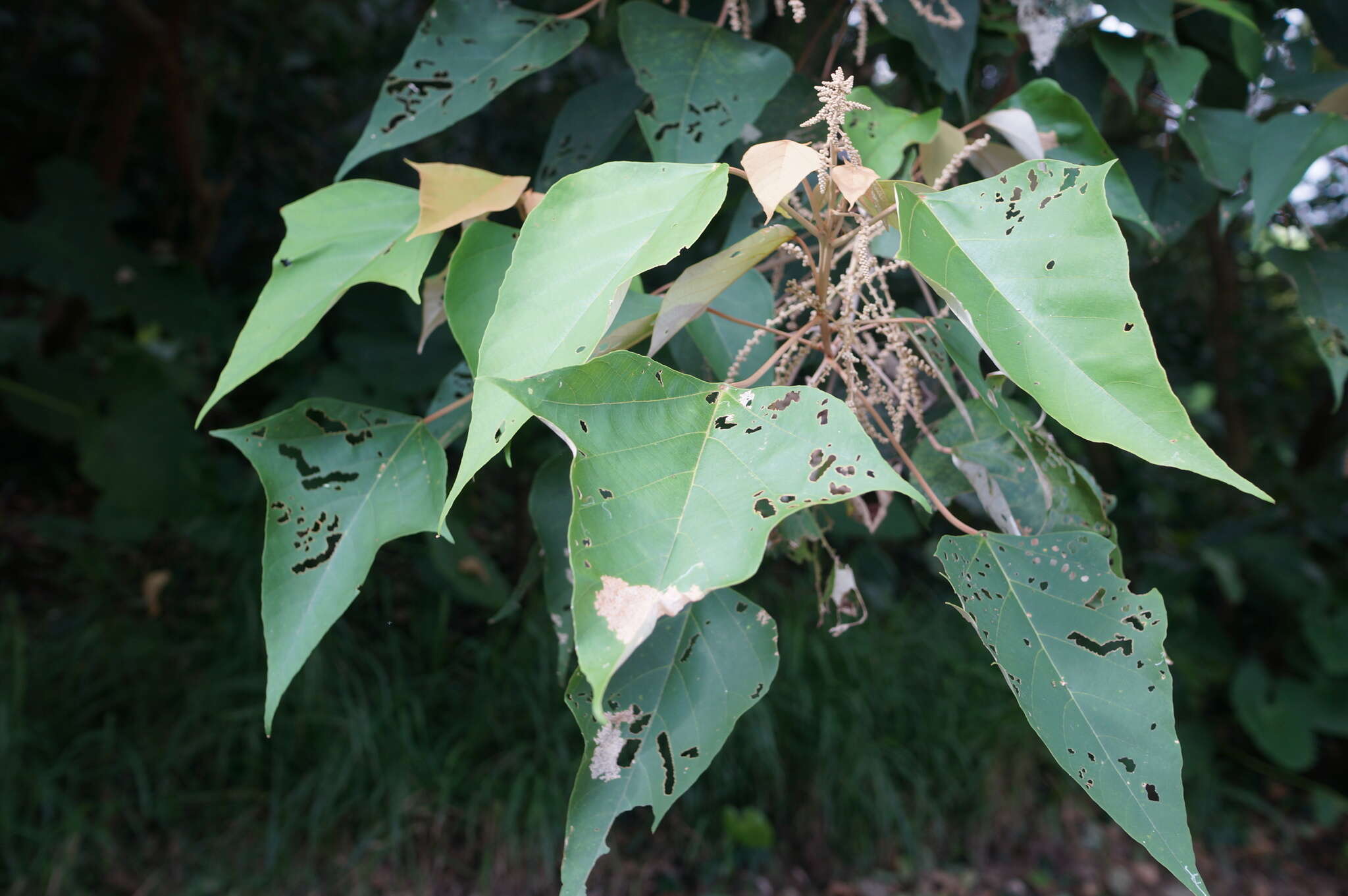 Plancia ëd Mallotus paniculatus (Lam.) Müll. Arg.