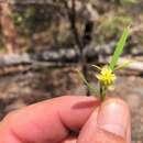 Sivun Hibbertia monticola T. D. Stanley kuva