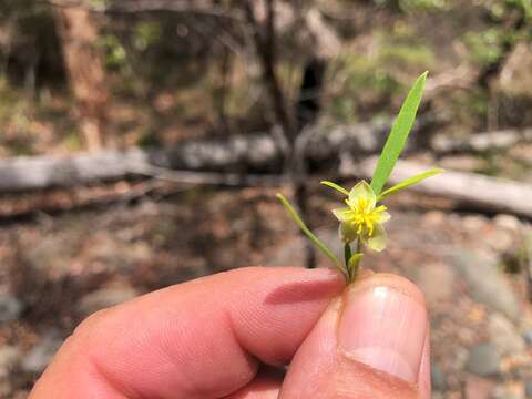 Sivun Hibbertia monticola T. D. Stanley kuva