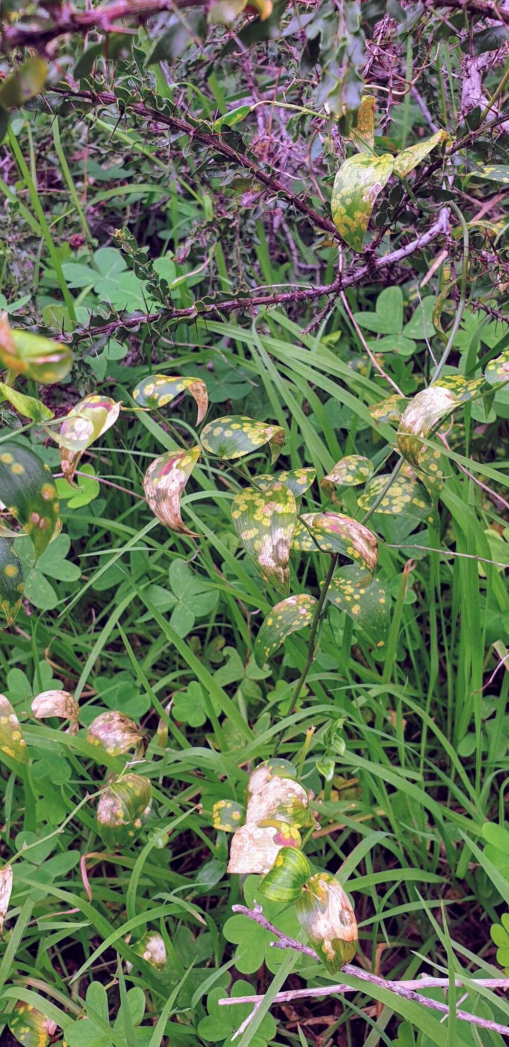 Imagem de Puccinia myrsiphylli (Thüm.) G. Winter 1884