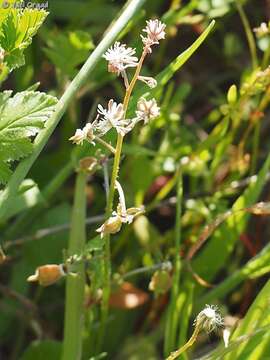 Image of Reseda orientalis (Müll. Arg.) Boiss.