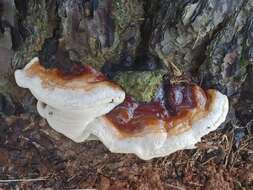 Imagem de Ganoderma multiplicatum (Mont.) Pat. 1889