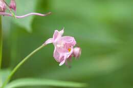 Image of Impatiens insignis DC.