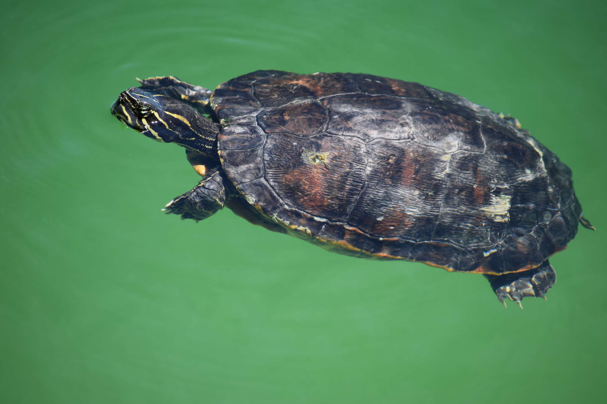 Image of Florida Red-bellied Cooter