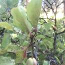 Image of Klamath plum