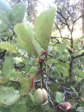 Plancia ëd Prunus subcordata subsp. rubicunda (Jeps.) E. Murray