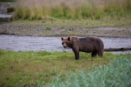 Image of Ursus arctos sitkensis Merriam 1896