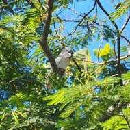 Cacatua moluccensis (Gmelin & JF 1788) resmi