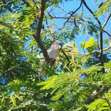 Image of Moluccan Cockatoo