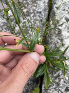 Image of Philadelphia fleabane