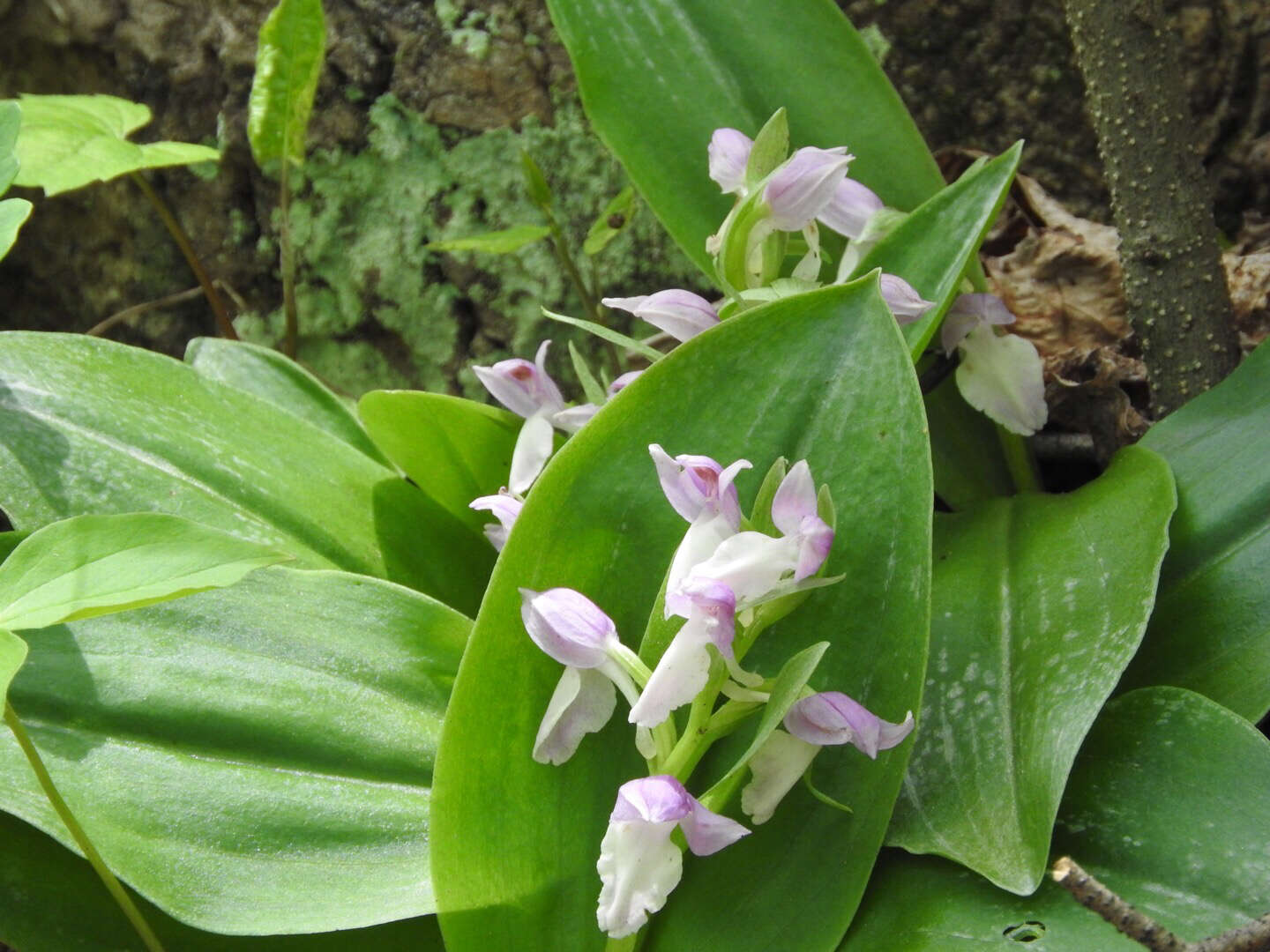 Plancia ëd Galearis spectabilis (L.) Raf.