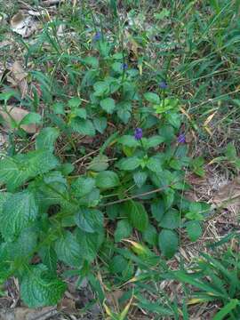 Image of light-blue snakeweed