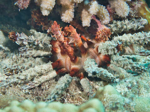 Image of blade-tipped tiara-urchin