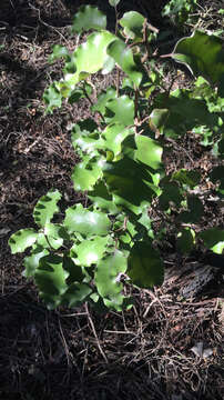 Слика од Olearia paniculata (J. R. & G. Forst.) Druce