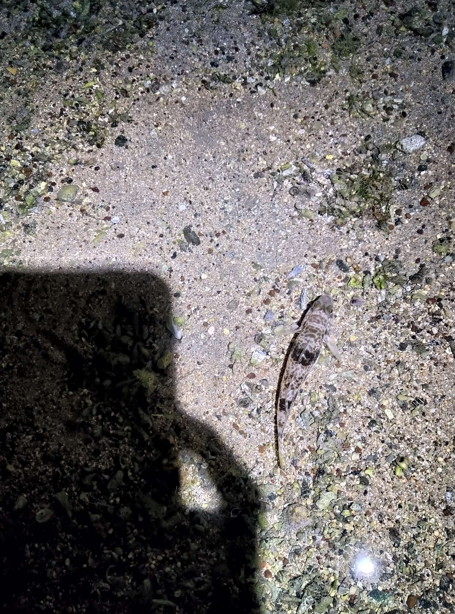 Image of Shadow goby