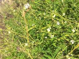 Image of white hoarypea