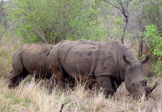 Image of Ceratotherium simum simum