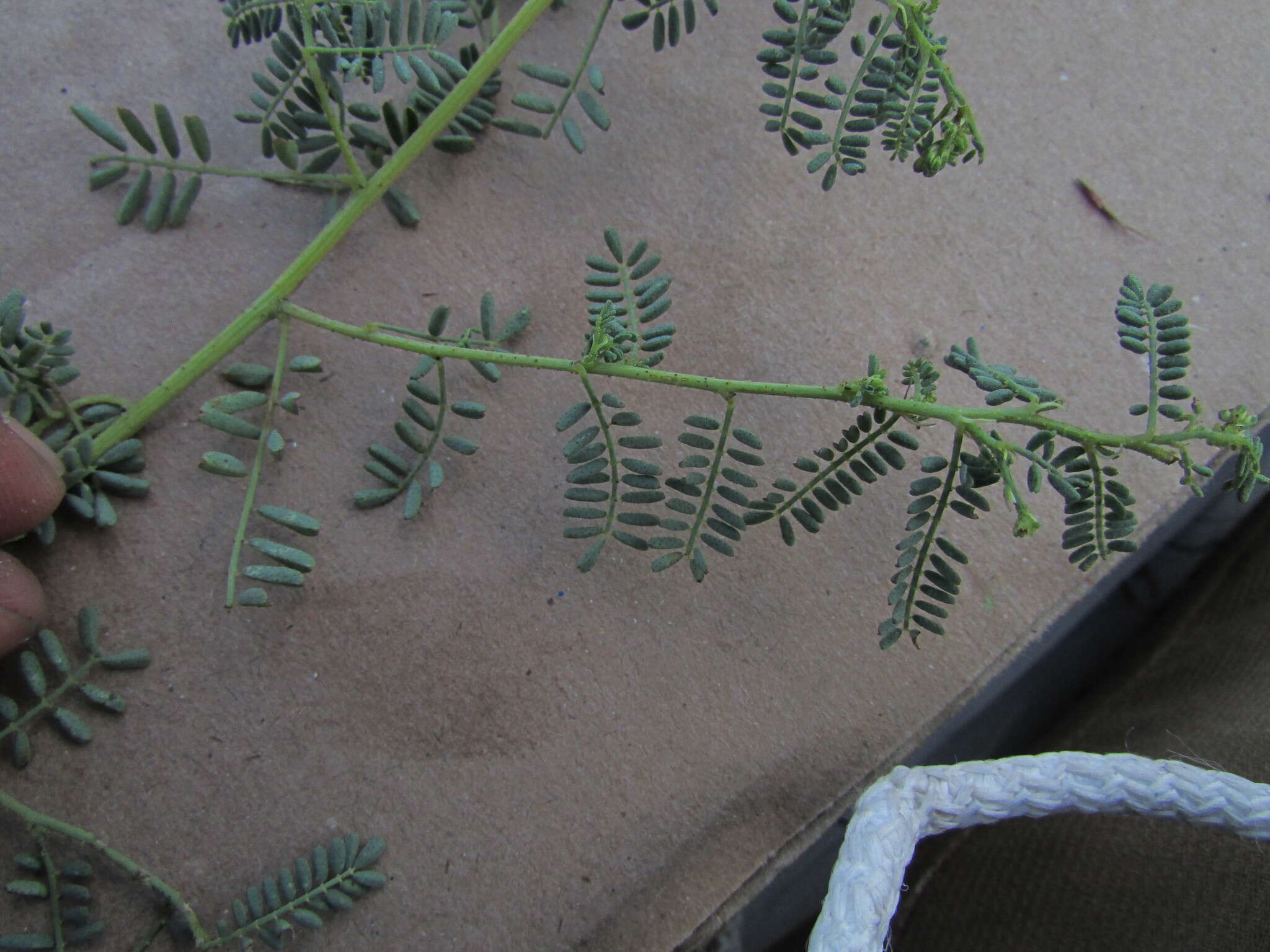 Plancia ëd Dalea bicolor var. naviculifolia (Hemsl.) Barneby