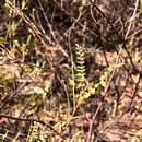 Image of Indigofera brevidens Benth.