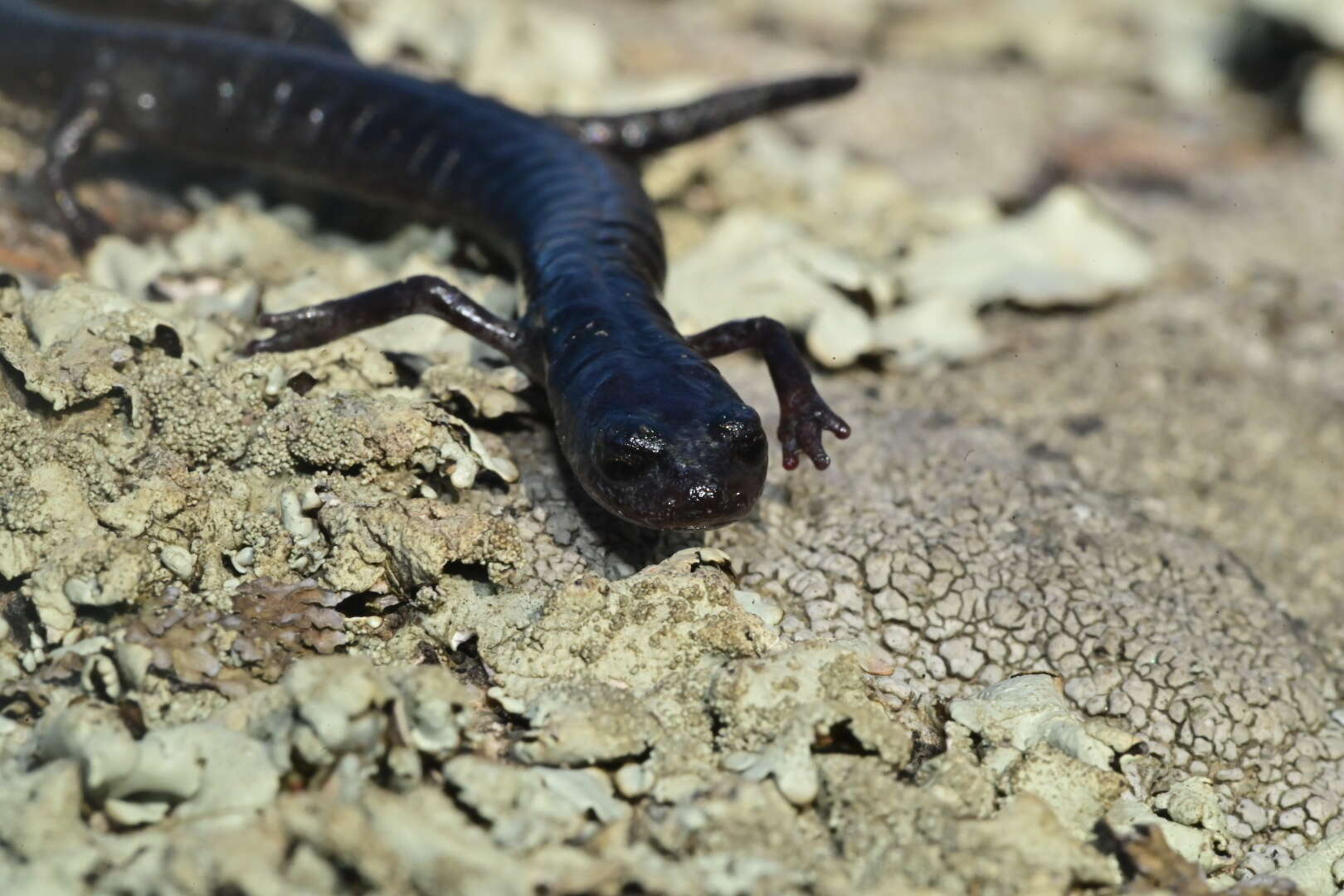 Image of Tehachapi Slender Salamander