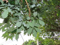 صورة Acer oblongum subsp. oblongum