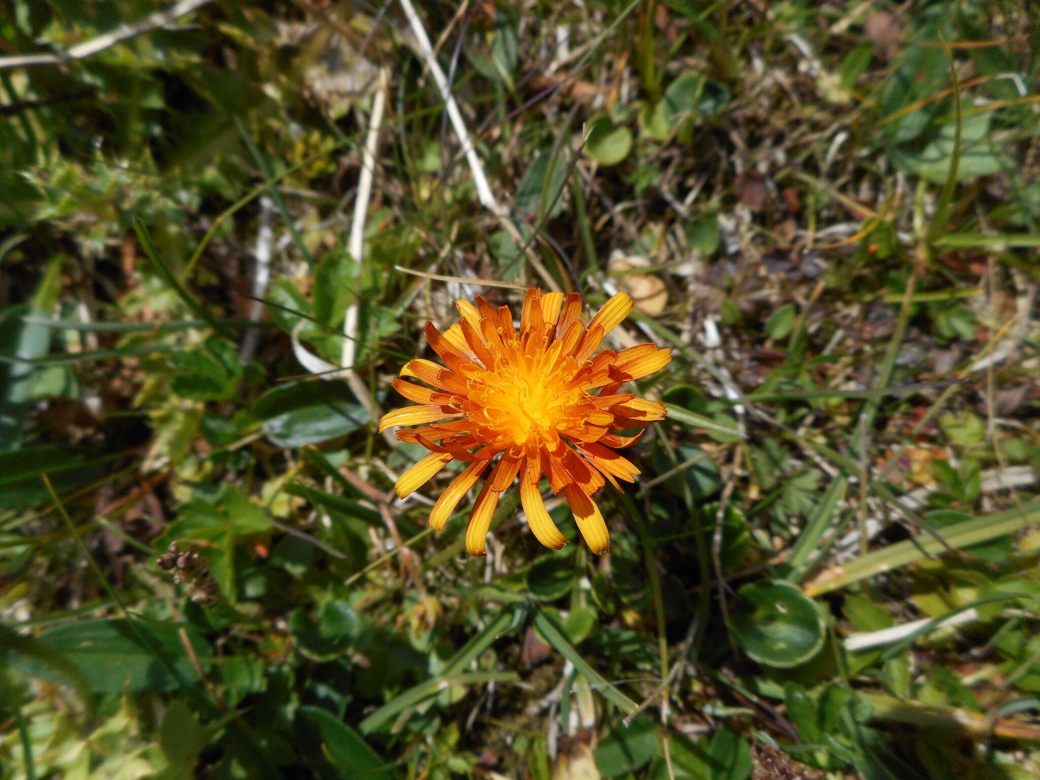 صورة Crepis aurea (L.) Cass.