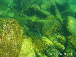 Image of Spinster wrasse