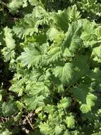 Image of stinging phacelia