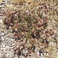 Image de Asclepias rosea Kunth