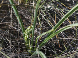 Image of Ornithogalum fischerianum Krasch.