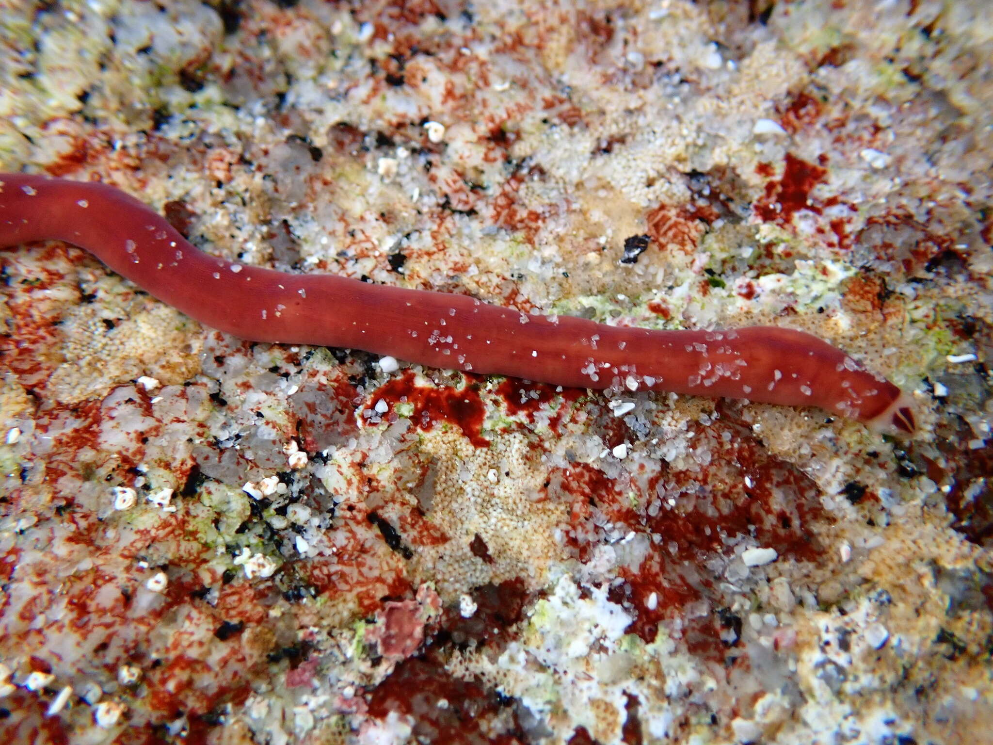 Image of Amphiporus bimaculatus Coe 1901