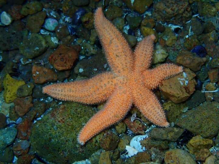 Image of Allostichaster capensis (Perrier 1875)