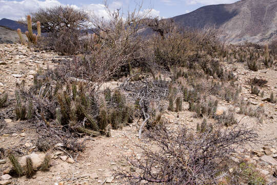 Image of Corryocactus tarijensis Cárdenas