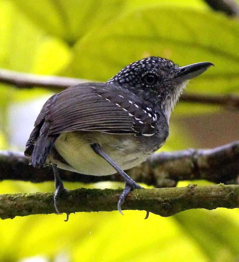 Image of Spot-crowned Antvireo