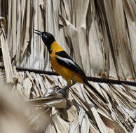 Icterus icterus (Linnaeus 1766) resmi